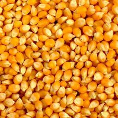 Natural dried Yellow Corn for wholesale distribution offering steady stock smooth handling and buyer focused service Yellow Corn - Image 4