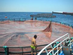 Tuna Net Cage for Mediterranean Fish Farming Frame HDPE Color Black Trademark QH Material HDPE Condition New Warranty 1 - Image 2