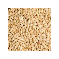 Wholesale Good Quality At Factory Price Barley Animal Feed Barley Seeds - Image 2