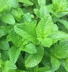 Spearmint – product photo 2, product detail gallery
