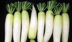 Standard Quality Fresh Radish Exporter from India Address - Content N/A Type radish Color White Style Fresh Model Number - Image 5