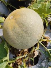 Papaya, melon, watermelon – product photo 1, product detail gallery