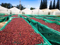Robusta Green Coffee Beans (Vietnam) - Image 2