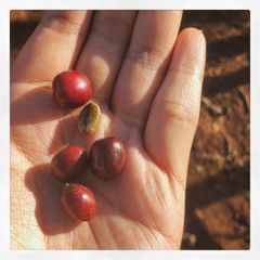 Robusta Green Coffee Beans Vietnamese Premium Raw Coffee Beans Honey Process with 24 months shelf life – product photo 5, product detail gallery