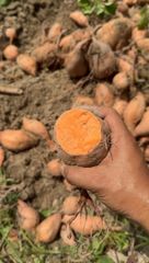 Orange sweet potato - Image 2