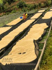 Guji Coffee , Arabica , Robusta,RDB Sunfloyer,CP8 Palm Oil ,Soybean Oil - Image 5