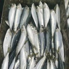 Frozen Sardine Whole Round – product photo 3, product detail gallery