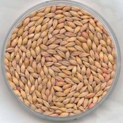 Quality Assured Barley Grain High Cleanliness Bulk Packaging For International Trade Buyers - Image 5
