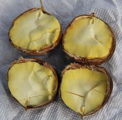 Fresh chestnut - Image 2