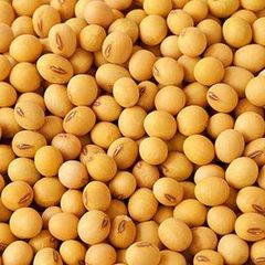 Soybean