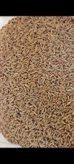 Cumin Seed - Image 5