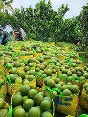 BEN TRE VIETNAMESE GRAPEFRUIT Color vỏ ngoài màu xanh tự nhiên Place of Origin bến tre việt nam Feature trái cây tươi , sử dụng ngay dùng làm nước ép  bưởi , ăn trực tiếp - Image 1