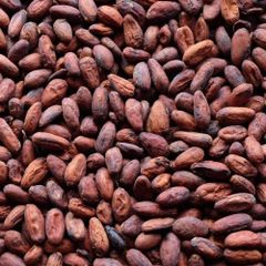 Premium Quality Cocoa Beans In Stock Fast Delivery Buy Best Chocolate Beans Wholesale Price Natural Taste for Sale – product photo 1, product detail gallery