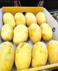 Fresh Mango – product photo 1, product detail gallery