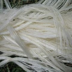 Sisal Fiber Ug Grade - Image 2