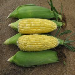 Top Grade Yellow Corn Maize 25kg 50kg Clean Whole Kernels Rich Energy Content Perfect For Animal Feed Processing And Industrial Supply Buy Now Fast Delivery Premium Quality Wholesale - Image 2