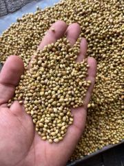 Coriander Seed - Image 5
