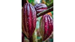 Cocoa beans - Image 1