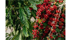 Sumatra Gayo Arabica Green Coffee Beans - Natural Process - Image 2