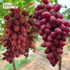 Premium Class 1 Seedless Grapes Now available from South Africa, 100% Organic, NEW CROPS!! – product photo 1, product detail gallery