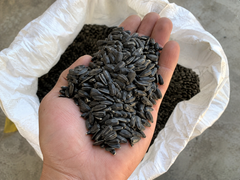 Sunflower seeds - Image 1