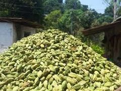 Green Cardamom/Green Cardamom For Sale - Whole Oval Pods, Green Color, Handpicked | Aromatic Spicy Flavor, High Oil Cont – product photo 5, product detail gallery