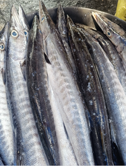 FROZEN BARRACUDA - HIGH QUALITY Type FROZEN FISH Flavor Bold, Savory Texture Firm, Meaty Sustainability Sustainably Caught - Image 2