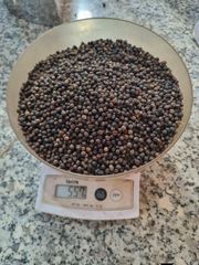 Balck pepper 550 GL - Image 3