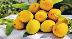 Alfanso Mango – product photo 1, product detail gallery
