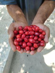 Dried Cornelian Cherry Material Organic Texture Dried Fruit Brand Name Shahriyar Appearance Natural Dried Fruit Flavor Profile Sweet With Light Tartness - Image 1