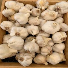 New Season White Garlic Fresh and Normal Available in Wholesale Cheap Price - For Sale – product photo 2, product detail gallery