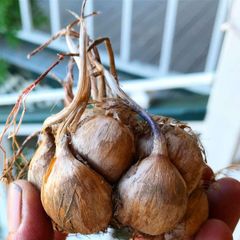Saffron Seed - Image 1