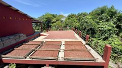 Cocoa Beans - Image 5