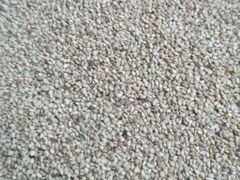 White sesame seed – Wollega Type - Image 2