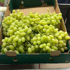 FRESH THOMPSON SEEDLESS GRAPES FOR SALE - PREMIUM QUALITY SEEDLESS GRAPES FROM SOUTH AFRICA – product photo 4, product detail gallery
