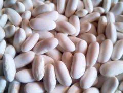 Egyptian White Kidney Beans - Image 1