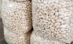 High Quality Raw Cashew Nuts W320 With Good Price And All Size Raw Cashew Kernel Nuts W320 W180 W240 – product photo 3, product detail gallery