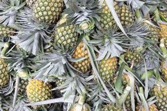 FRESH AND FROZEN PINEAPPLES – product photo 1, product detail gallery
