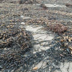 Macrocystis Dried seaweed Brown from peru - Image 9