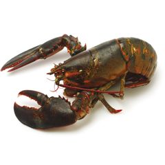 Wholesale Exporter We Sell Frozen Lobster / Live Lobster/Frozen Seafood - Image 6