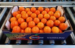 FRESH MANDARINS FOR SALE!! CLASS 1 EXPORT QUALITY FRESH MANDARINS AVAILABLE FOR EXPORT – product photo 5, product detail gallery
