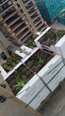 Pineapple – product photo 2, product detail gallery