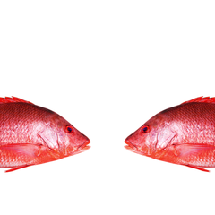 Frozen Wild Caught Fillet Skin On Natural Red Snapper Indonesia Seafood Best Quality - Image 5