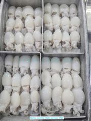 Frozen Whole Clean Baby Cuttlefish, Frozen Cuttlefish Fillet Roll, and Frozen Grilled Cuttlefish Fillet, ensuring reliable B2B seafood solutions - Image 3