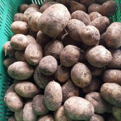 POTATO – product photo 3, product detail gallery