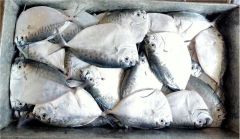 Frozen Moonfish Frozen Seafood Sea Frozen Fish - Image 4