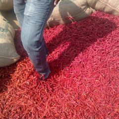 Byadgi Red Chili AD Chilli Raw Single Herbs & Spices with 2 Years Shelf 2 Max Dried 12% Max with HACCP,ISO Certification – product photo 6, product detail gallery