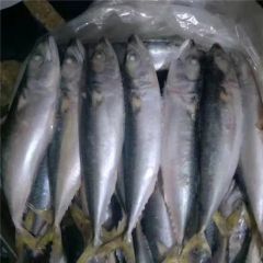 Fresh Frozen Japanese Jack Mackerel Nw 9kgs Gw 10kgs Style Whole Origin China Model NO. H-M Processing Bqf Package - Image 6