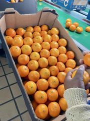 FRESH NOVA MANDARINS FOR SALE!! CLASS 1 EXPORT QUALITY FRESH NOVA MANDARINS FOR EXPORT – product photo 1, product detail gallery