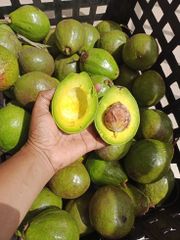 Fresh Avocado Premium Quality Ripe Green Fruit For Healthy Meals Natural Taste And Everyday Nutritious Food Supply - Image 1